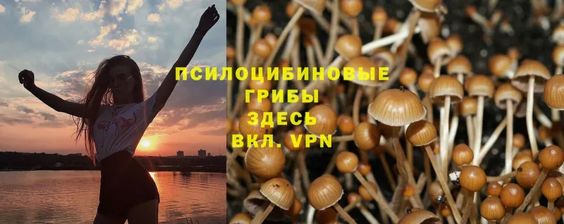 mega ссылки  Богородицк  Галлюциногенные грибы Psilocybe 